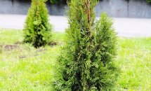 1000_green9
