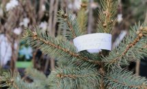 Хвойне дерево.