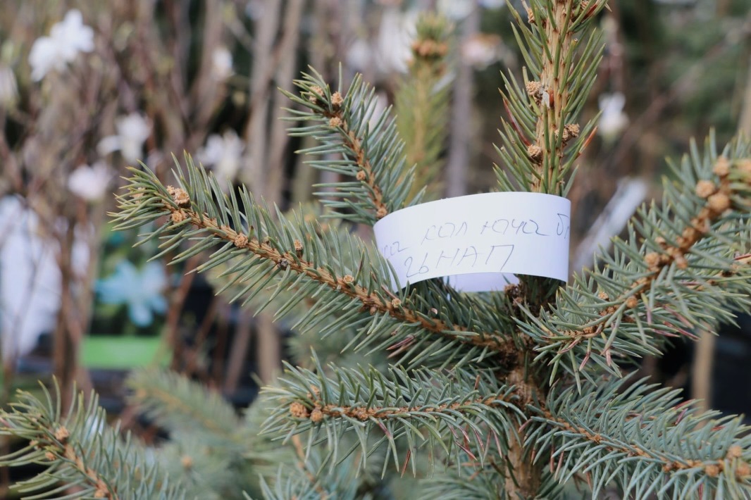 Хвойне дерево.